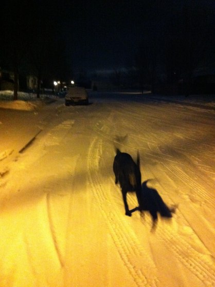 Monty in the Snow, Night.