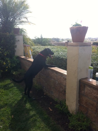 Monty enjoying the new view.