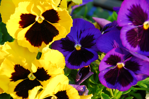 pansy